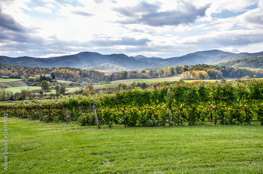 Autumn vineyard hills during in Virginia with yellow trees