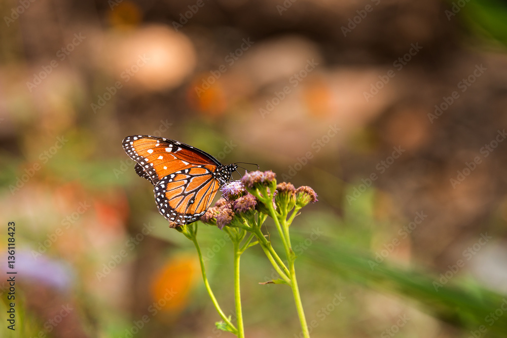 Obraz premium Monarch Butterfly