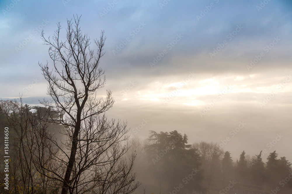 Obraz premium Tree in fog