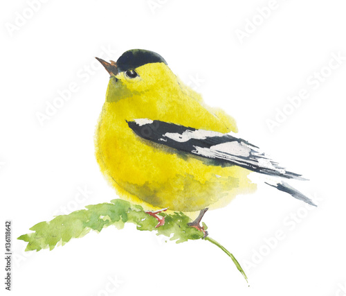 Photographie American finch yellow bird watercolor illustration handmade isolated on white ba