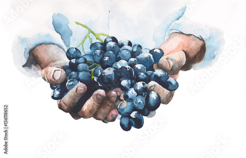 Grapes in hands watercolor painting illustration isolated on white background