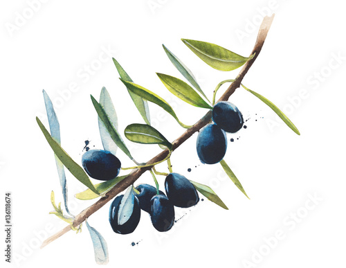 Olive branch watercolor illustration isolated on white background
