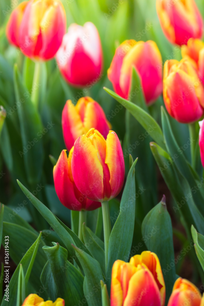 Fototapeta premium Tulipan. Piękny bukiet tulipanów. kolorowe tulipany.