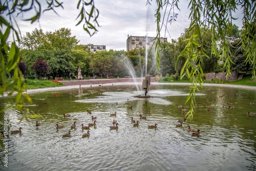 Canvastavla pond in a park with ducks