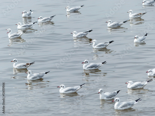 seagulls © srckomkrit