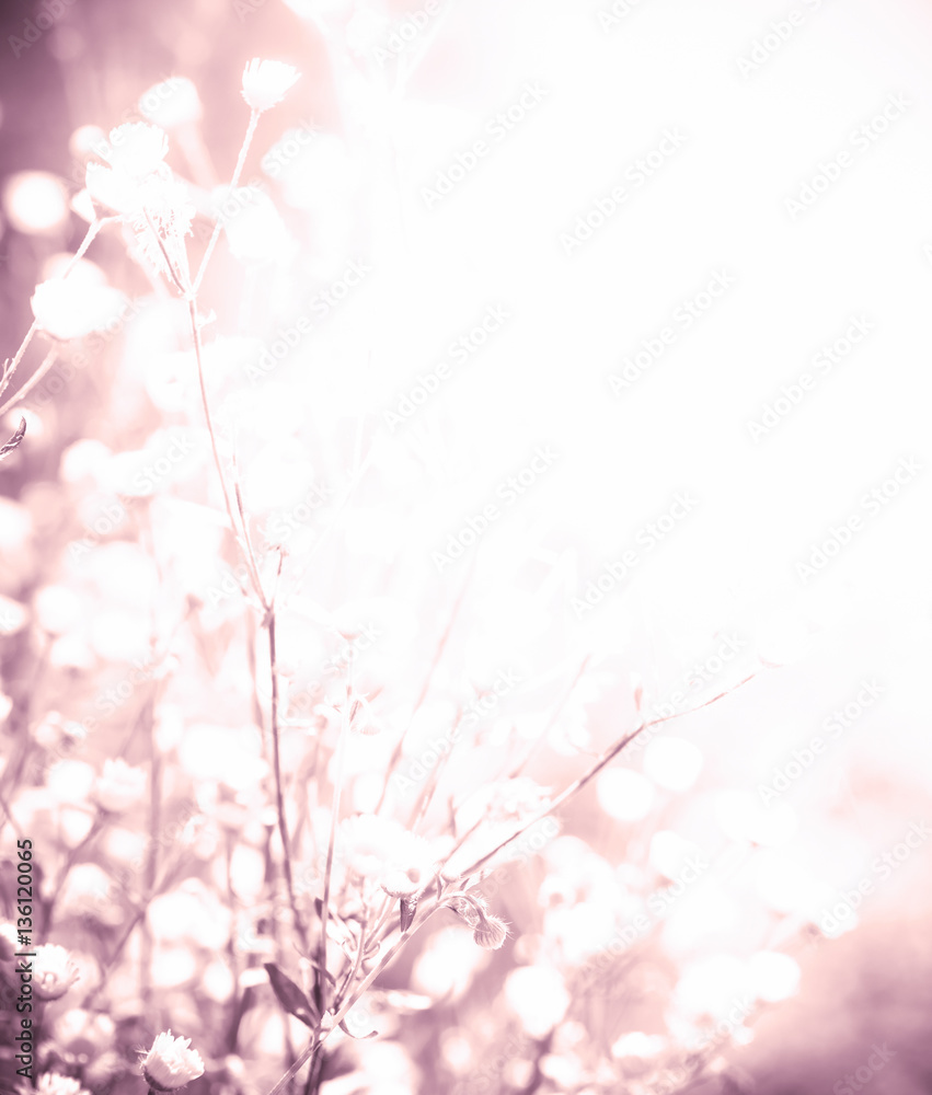 Background with summer flowers Background with summer flowers