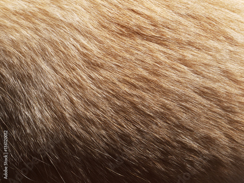 Macro Dog Hair