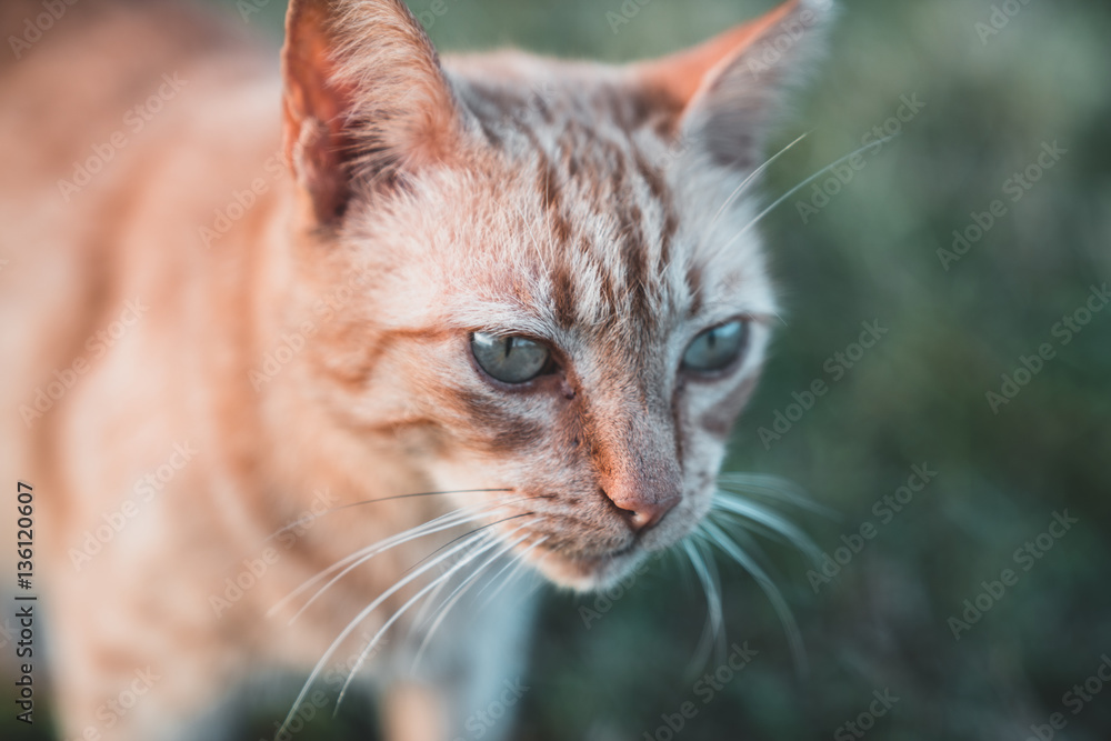 Foto Stock Puerto Rican Cat Adobe Stock
