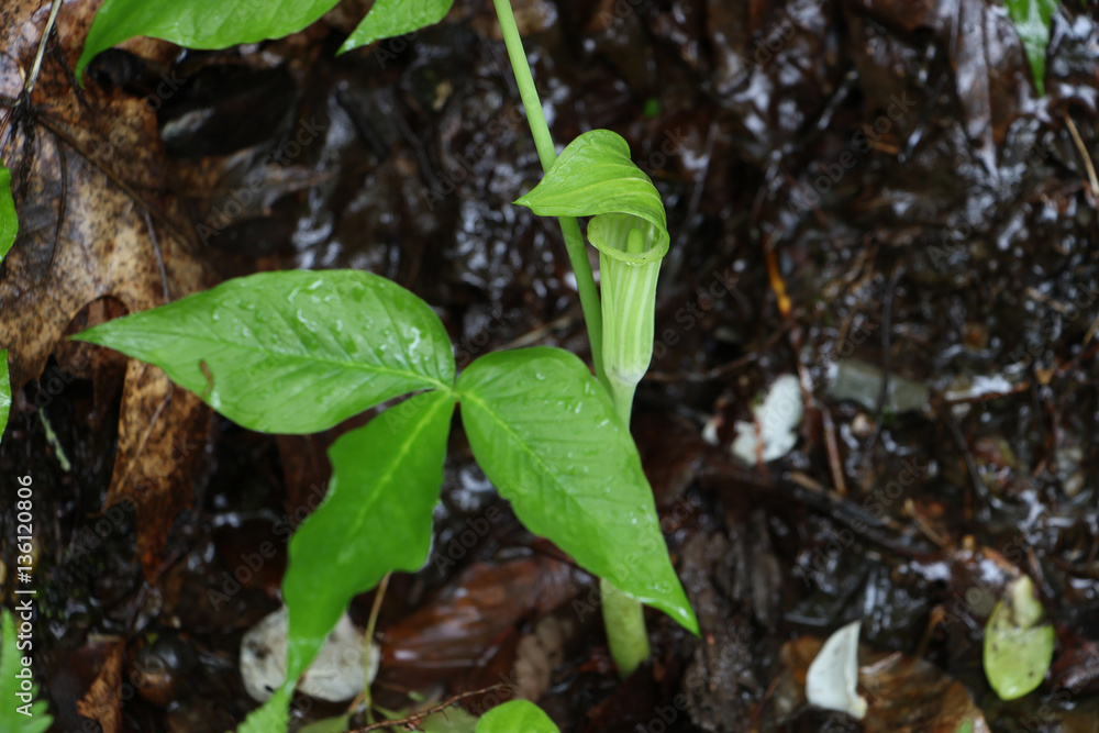 Jack-in-the-pulpit