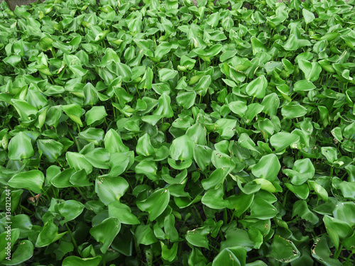 Water Hyacinth cover a pond