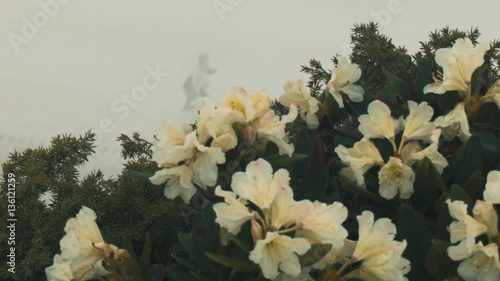 Flowers in the foggy mountains. Traveller in the background. photo