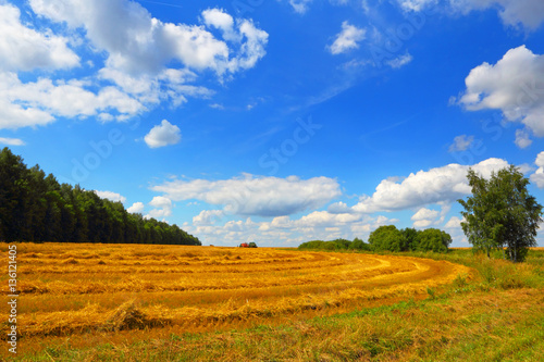 A farmer's field.Harvest.