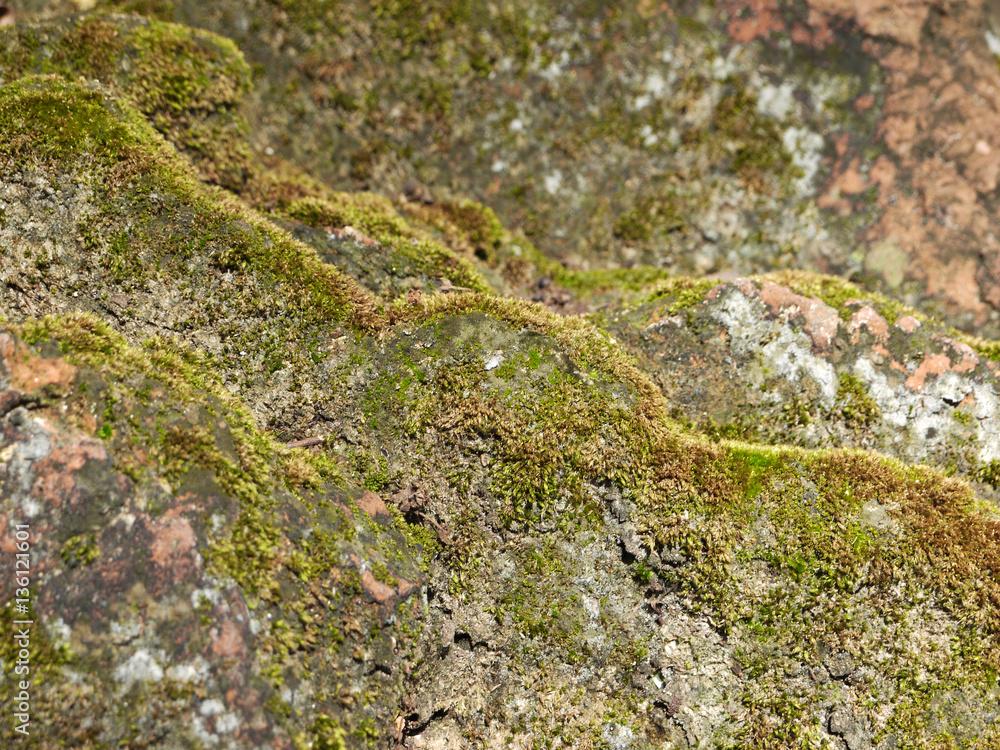 moss on brick closeup moss on brick closeup