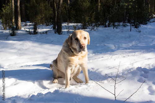 Fototapeta Naklejka Na Ścianę i Meble -  labrador podczas zimowego spaceru