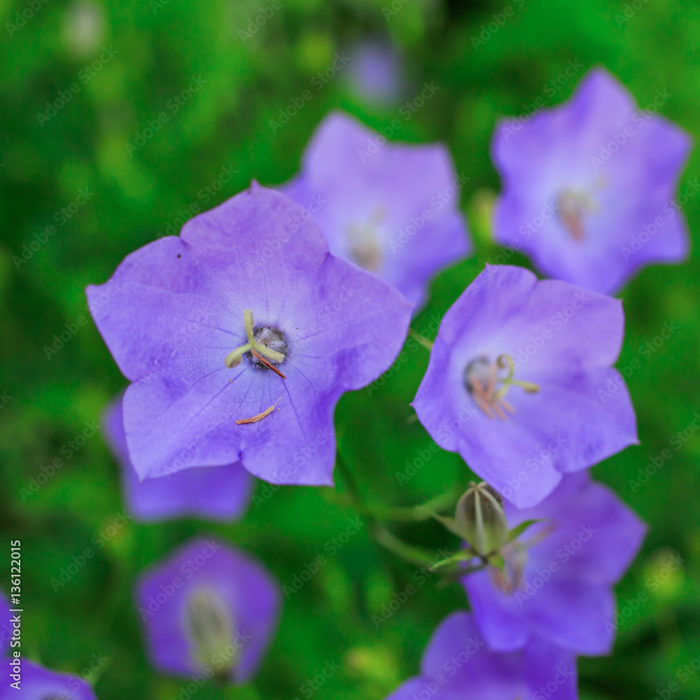 Campanula flowers in the summer garden.