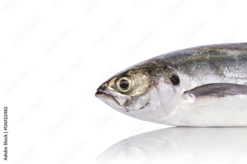 Fresh fish (torpedo scad). Studio shot isolated on white Fresh fish (torpedo scad). Studio shot isolated on white