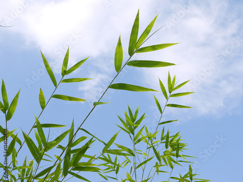 Green bamboo leaves against a sky