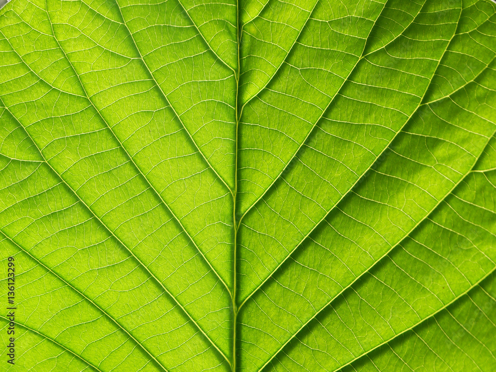 green leaf texture closeup green leaf texture closeup