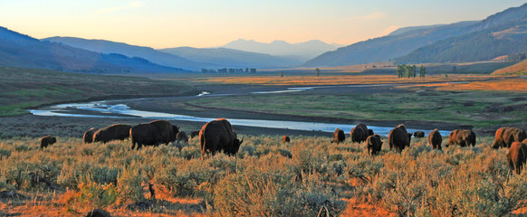 Fototapete Bison Bisonherde im Morgengrauen im Lamar Valley  © htrnr
