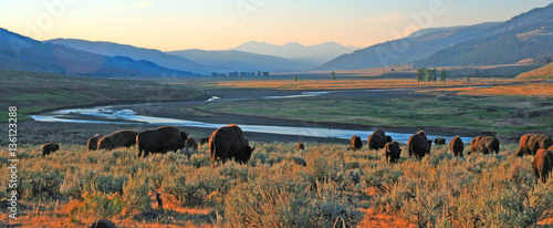 Tela Bison Buffalo herd at dawn in the Lamar Valley of Yellowstone National Park in W