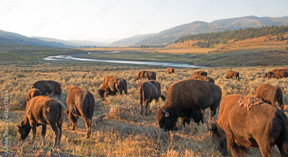 Bison Buffalo Herd in early morning in Lamar Valley of Yellowstone National Park in Wyoming USA