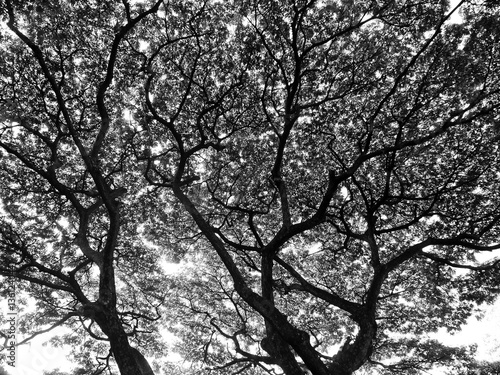 Silhouette of tree. Black and white