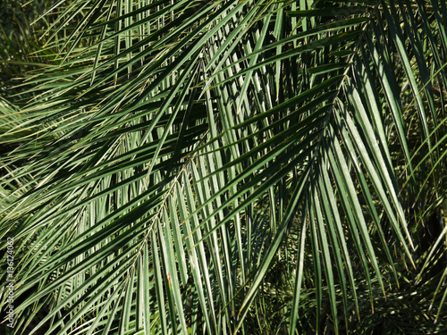 leaves green ( palm leaf )