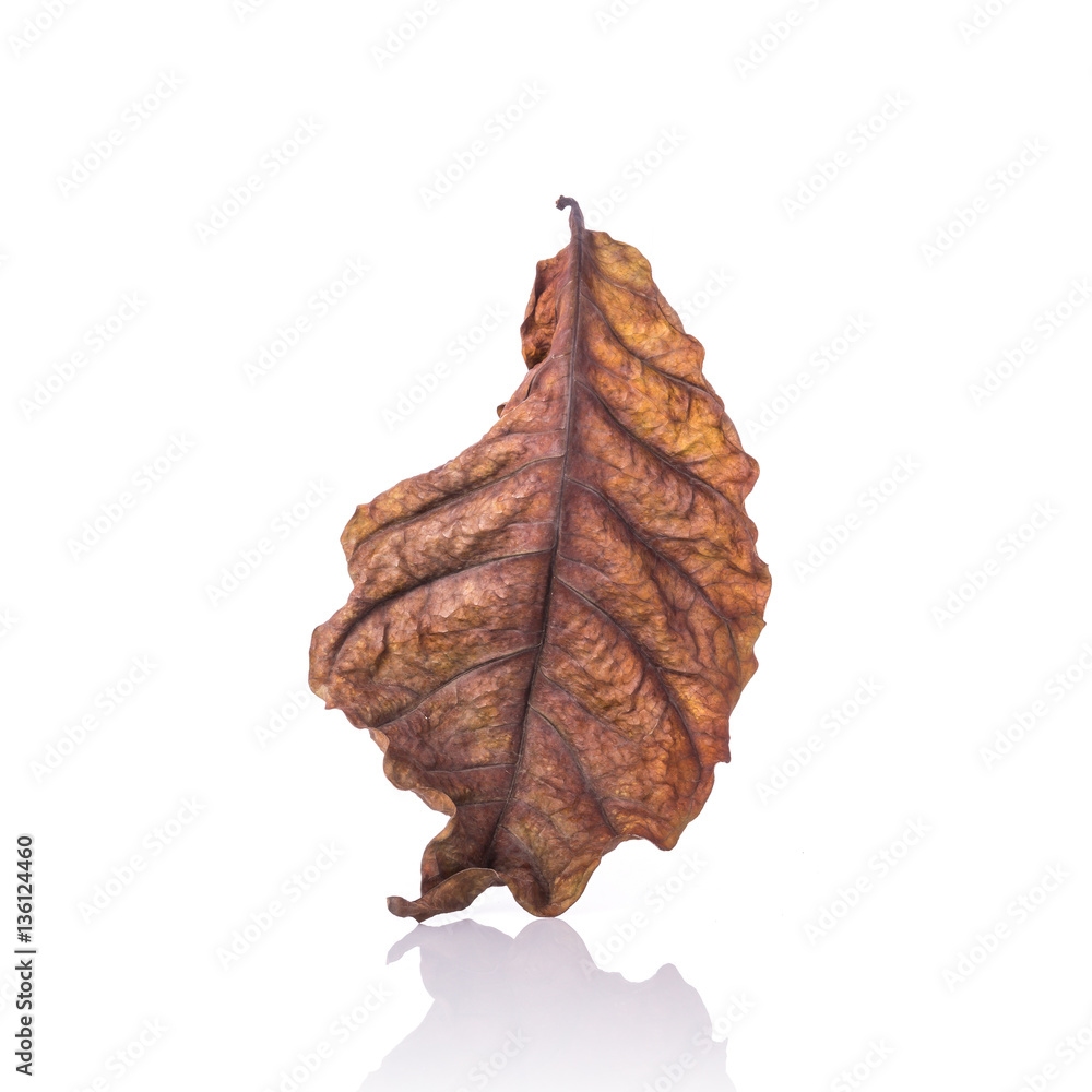 Brown dry leaf ( leaf of coffee tree). Studio shot isolated on w