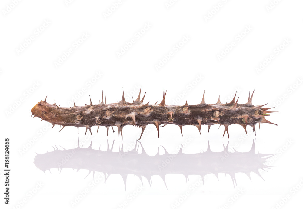 Obraz premium Dry branch of crown of thorns (Euphorbia milii) without leaf. St