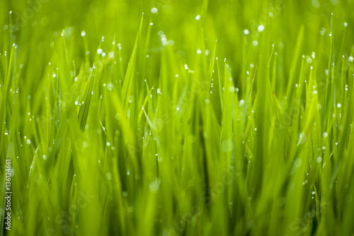 Dew Drops and Rice Stalks. Morning dew sticks to the rice stalks in the terraced fields of Belimbing  Bali  Indonesia. Cool and fresh feeling.