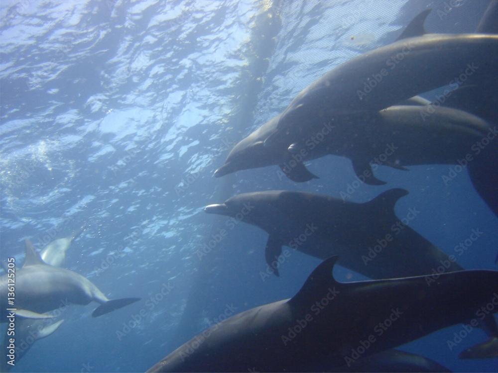 Obraz premium Delfines del Pacifico