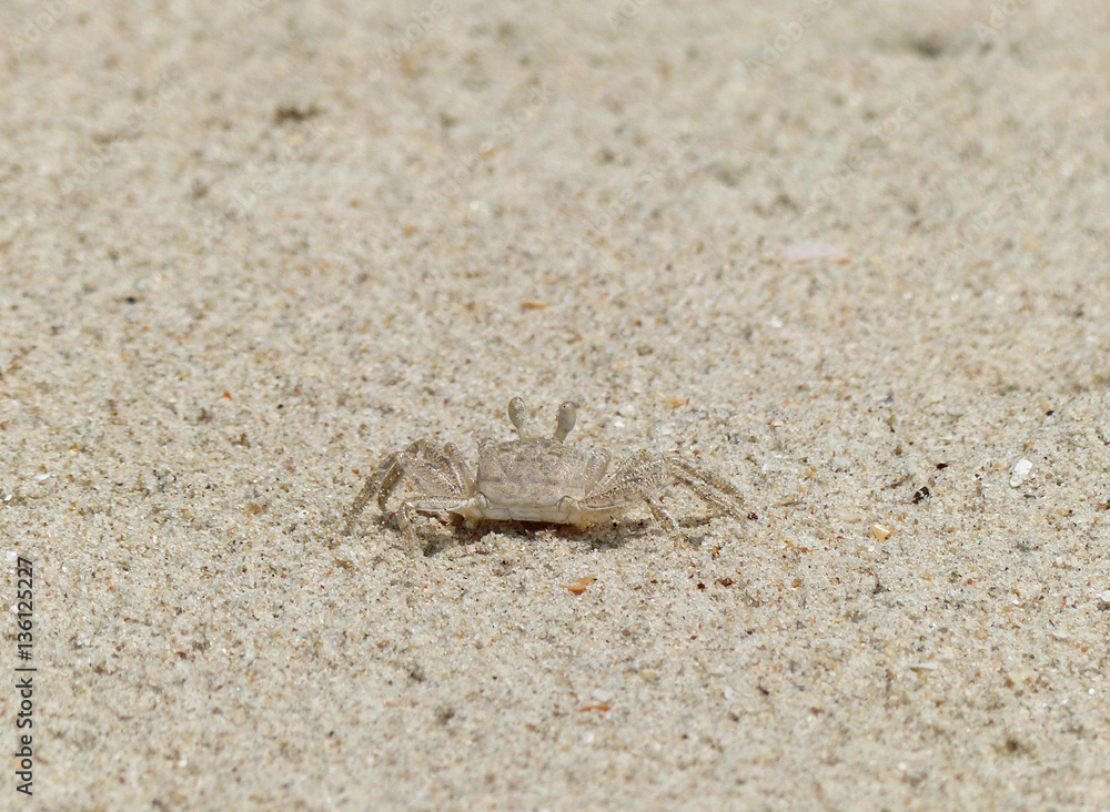 ghost crab on sand beach closeup