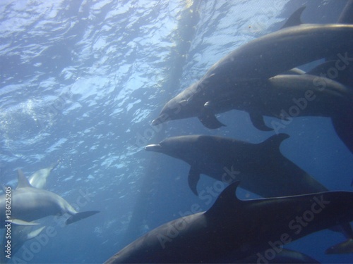 Delfines del Pacifico