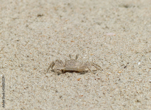 ghost crab on sand beach closeup