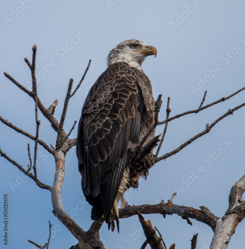 Young Bald Eagle sitting in tree