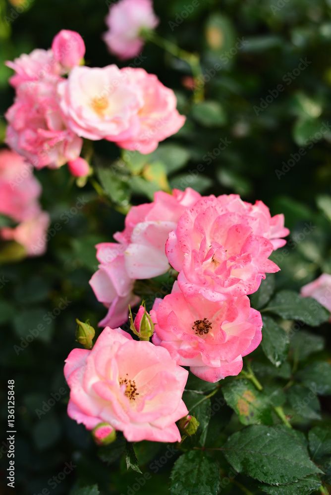 Close-up shots of beautiful roses in the garden