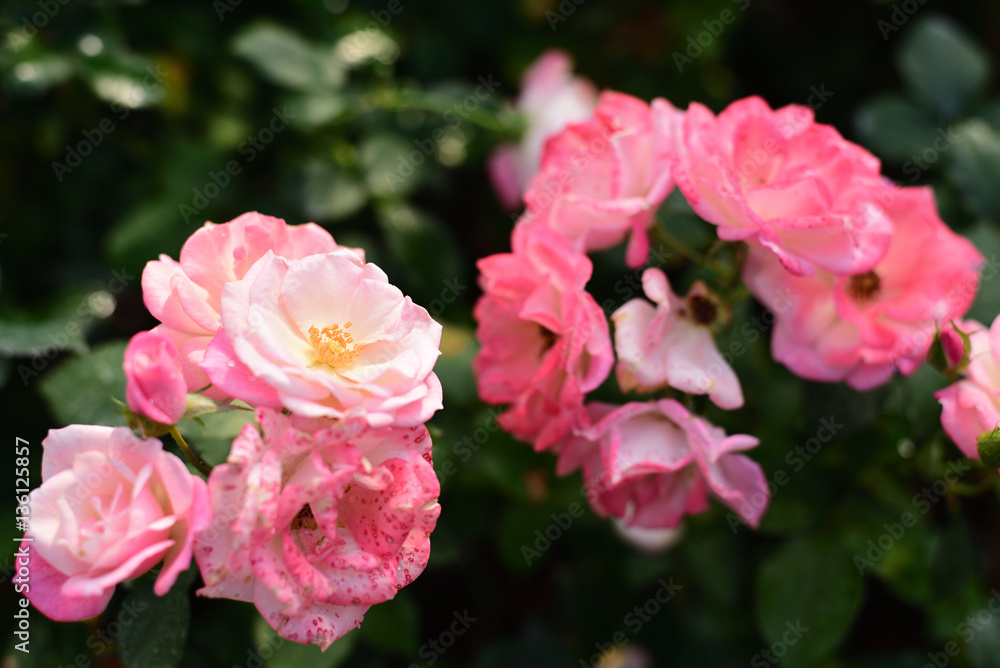Close-up shots of beautiful roses in the garden Close-up shots of beautiful roses in the garden