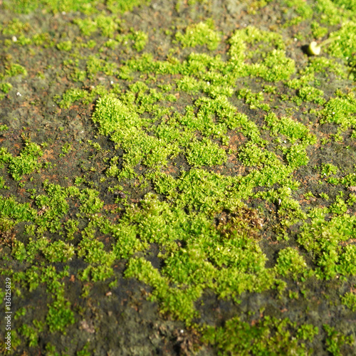 moss on brick closeup