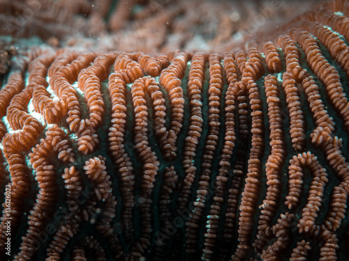Coral Reef Texture, Macro © katyphotography