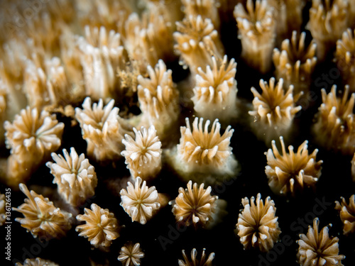 Coral Reef Texture, Macro