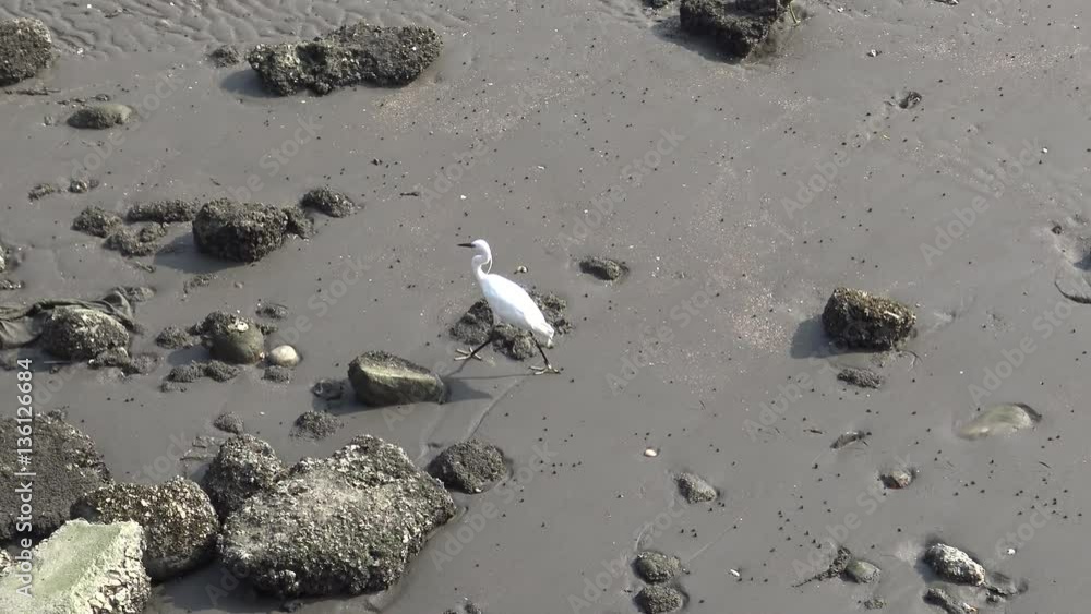 4K One adult white bird Egretta Garzetta, little egret fly in the beach searching food in Tamshui, Taiwan-Dan 4K One adult white bird Egretta Garzetta, little egret fly in the beach searching food in Tamshui, Taiwan-Dan