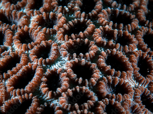 Coral Reef Texture, Macro