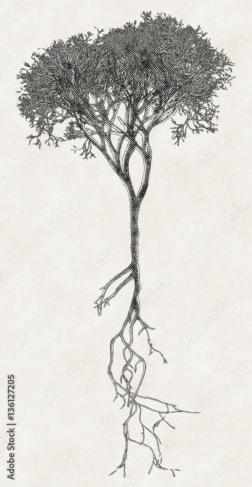Shaded bare tree with root system Stock Illustration | Adobe Stock