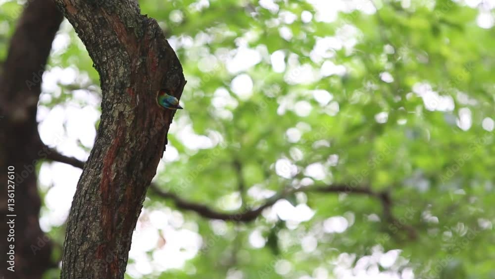 A bird Taiwan Barbet (Megalaima nuchalis) in the hole nest on the tree at Taiwan Daan Forest Park in Taipei, Muller's Barbet is a Colorful Bird a species endemic to Taiwan-Dan A bird Taiwan Barbet (Megalaima nuchalis) in the hole nest on the tree at Taiwan Daan Forest Park in Taipei, Muller's Barbet is a Colorful Bird a species endemic to Taiwan-Dan
