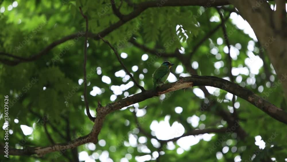 A bird Taiwan Barbet (Megalaima nuchalis) on the tree at garden of Taiwan Daan Forest Park in Taipei, Muller's Barbet is a Colorful Bird a species endemic to Taiwan-Dan A bird Taiwan Barbet (Megalaima nuchalis) on the tree at garden of Taiwan Daan Forest Park in Taipei, Muller's Barbet is a Colorful Bird a species endemic to Taiwan-Dan