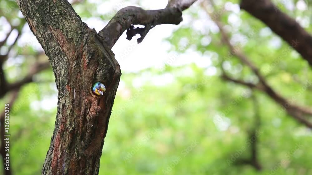 A bird Taiwan Barbet (Megalaima nuchalis) in the hole nest on the tree at Taiwan Daan Forest Park in Taipei, Muller's Barbet is a Colorful Bird a species endemic to Taiwan-Dan A bird Taiwan Barbet (Megalaima nuchalis) in the hole nest on the tree at Taiwan Daan Forest Park in Taipei, Muller's Barbet is a Colorful Bird a species endemic to Taiwan-Dan