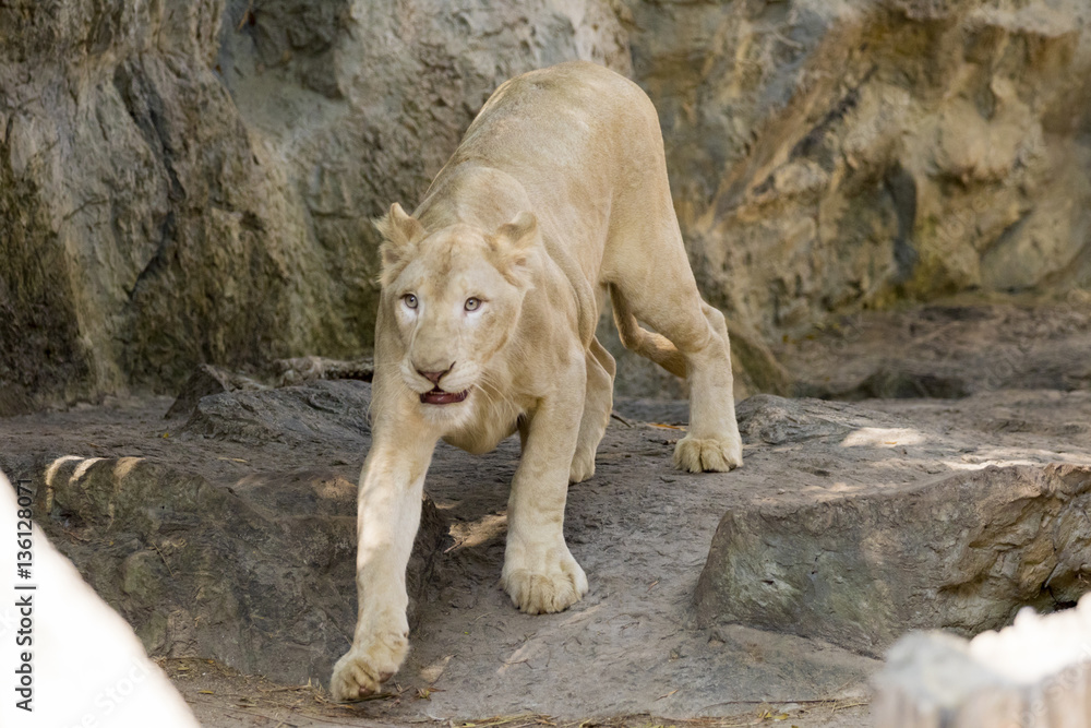 Image of a female lion on nature background. Wild Animals. Image of a female lion on nature background. Wild Animals.
