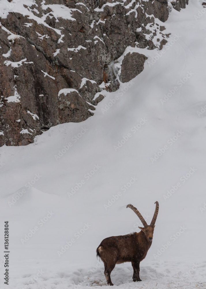 Ibex walking in the snow. Ibex walking in the snow.