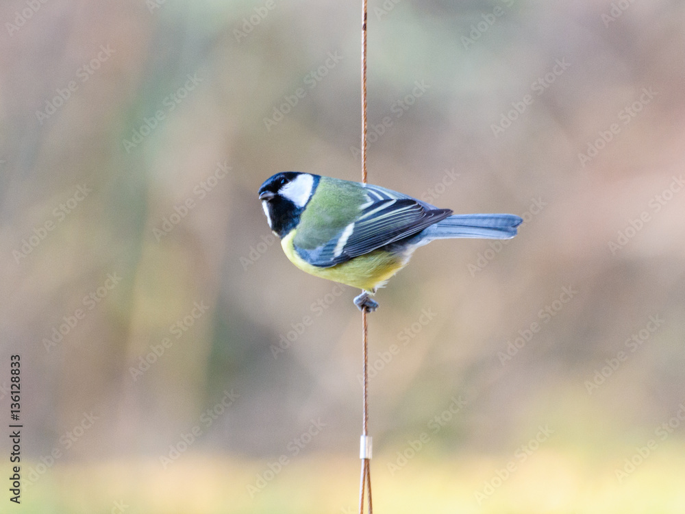 Obraz premium Bluetit hanging on a rope and is singing