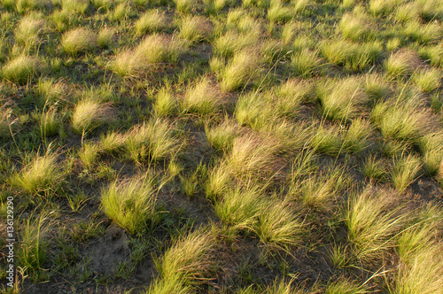 Paisajes de la pampa humeda, campos, argentina photo